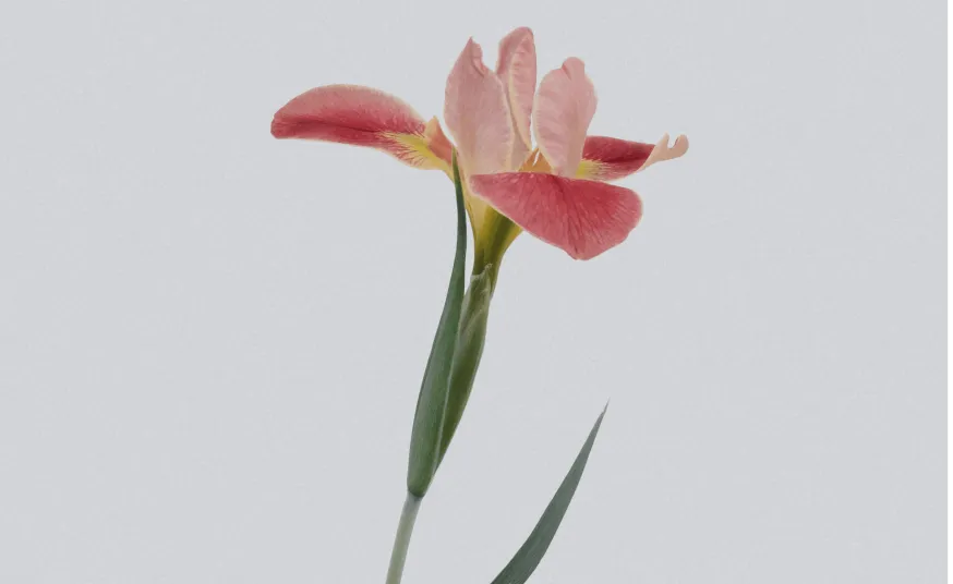 Flowers to UAE